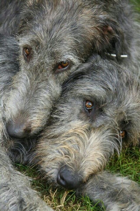 24 Best Irish Wolf Hound Images On Pinterest Irish