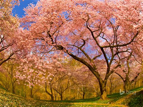 Spring Blooming Cherry Trees 2015 Bing Theme Wallpaper Preview