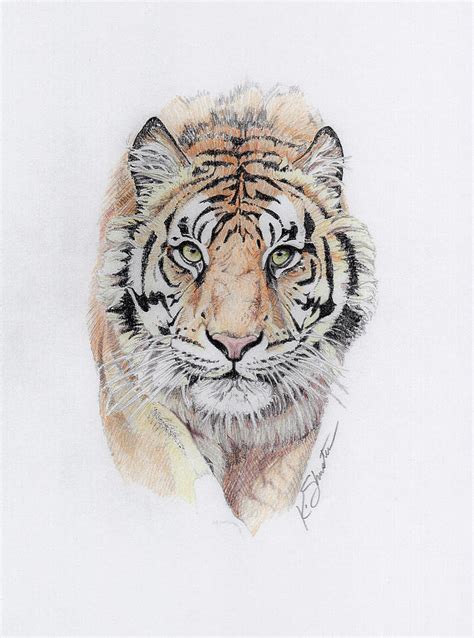 Bengal Tiger Drawing