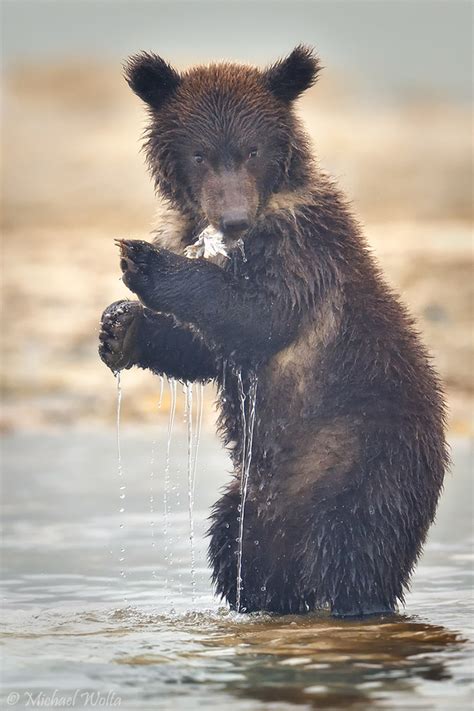 Baby Grizzly Foto And Bild Natur Alaska Tiere Bilder Auf Fotocommunity