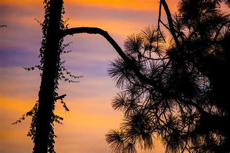 Sunset Pines 5 Photograph By Darrell Hutto Fine Art America