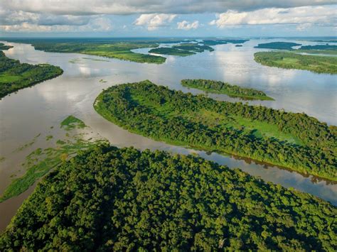 Río Congo Características Formación Flora Y Fauna E Importancia
