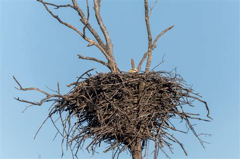 The Ultimate Guide To Types Of Bird Nests Pets Nurturing
