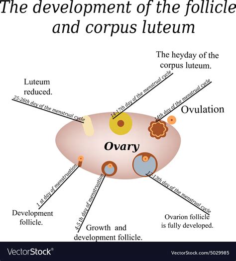 It Shows The Development Of Ovarian Follicle Vector Image