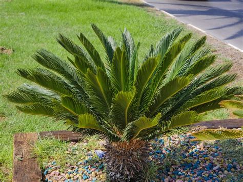 How To Plant Sago Palm Tree Complete Growing And Care Tips