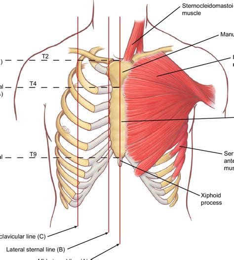 Anatomy Of Chest Wall Surface Anatomy Of Anterior Chest Wall And