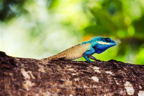 Beautiful Blue Crested Lizard Stock Image Image Of Climbing Wild