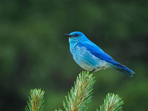 Mountain Bluebird Blue Bird Bird Birds Of America