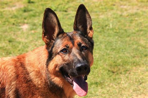 German Shepherd Ears 12 Commonly Asked Questions Answers