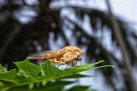 Please bring your own drinking water and snacks. Malaysia, Pahang, Taman Negara National Park, grasshopper ...