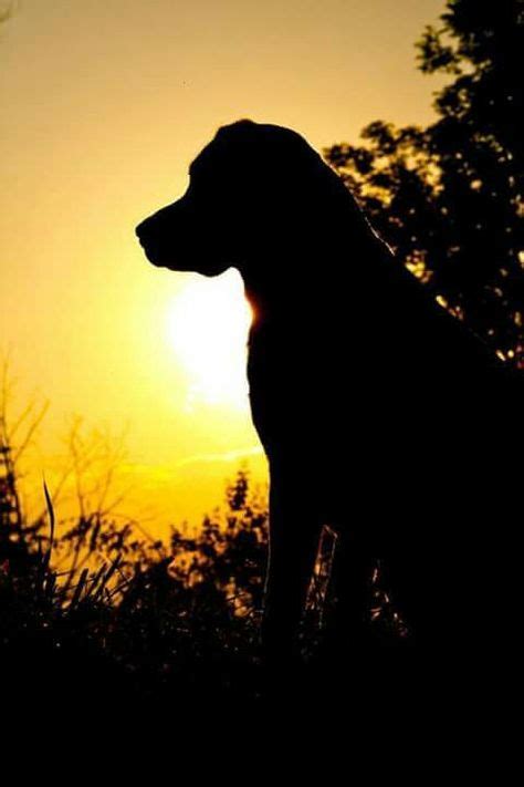 Pin By Mily On Dogs At Sunsetsunrise Dog Photography Dog