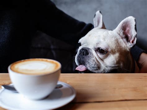 Dog Drank Coffee Now What 2023 Updated Spot