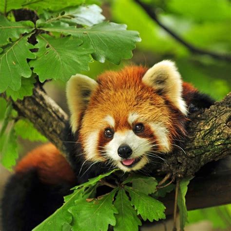 Raccoon Dog Or Red Panda Not Sure Animals Beautiful Red Panda
