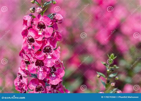 Angelonia Serena Flower In Garden At Sunny Summer Or Spring Day Stock