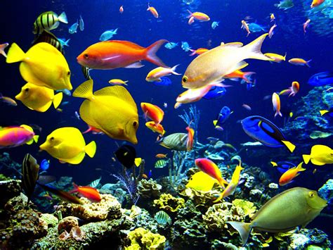 46 Underwater Fish Wallpaper Wallpapersafari
