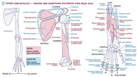 Anatomy Physiology Upper Extremity Bones Ditki Medica Vrogue Co