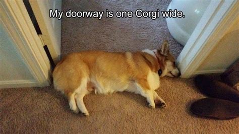 29 Hilarious Memes For The Corgi Lover In All Of Us Cuteness