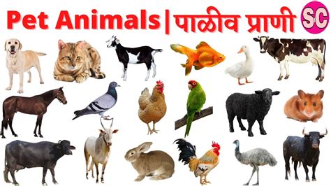 Animals Pet Animals Names In English And Marathi पाळीव प्राण्यांची