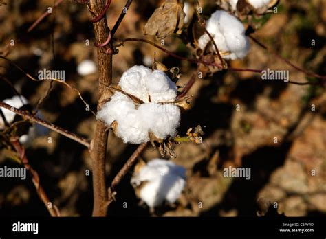 An Opened Ready To Pick Cotton Boll Still On A Cotton Plant In