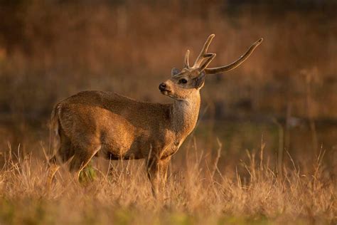 Discover The 4 Smallest Deer Species In The World Az Animals