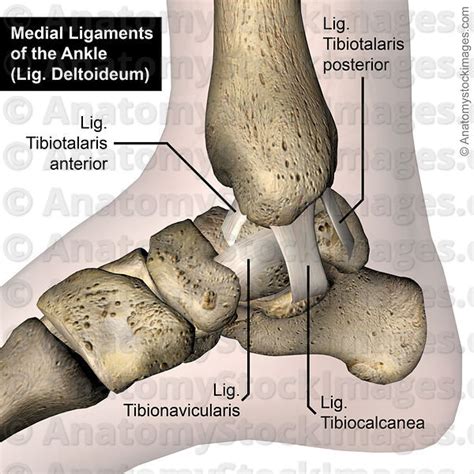 Anatomy Stock Images Ankle Ligaments Medial Deltoid Ligament