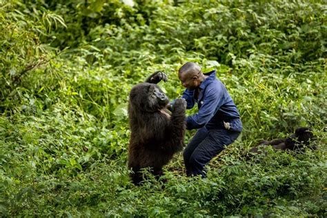 Youre A Keeper Gorilla Shares Touching Embrace With Park Ranger June 8 2018 This Gorilla