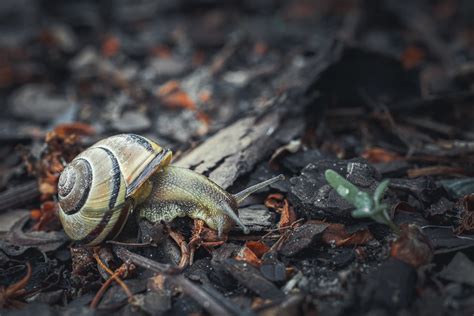 Snail Very Fast Snail D Art Geko Studio Flickr