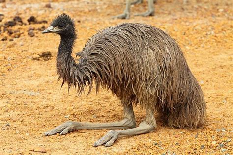 Emu Wikipedia 41 Off Gbu