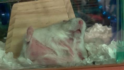 Cute Hamster Fell Down 倉鼠往後跌倒！ Youtube