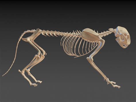 Download or buy, then render or print from the shops or marketplaces. Cat Skeleton 3d model - CGStudio