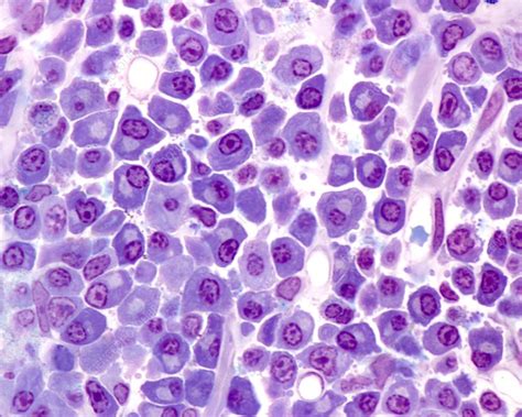 Hepatocytes Light Micrograph Stock Image C0508654 Science Photo