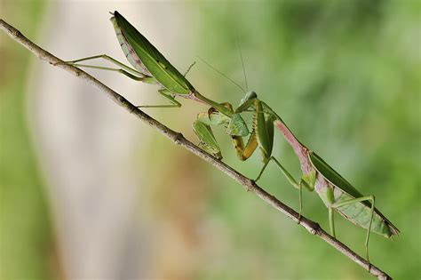 Kung Fu Mantis Photograph By James Anthony Collin Fine Art America