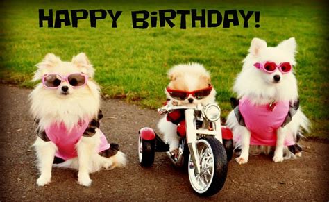 Happy Birthday Dog Biker Gang Verjaardagspins