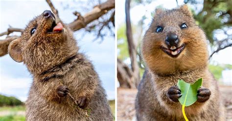 The Quokka Is Called The Happiest Animal In The World And Here Is Its ...