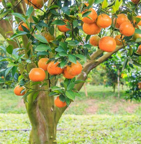 Orange Tree With Ripe Oranges — Stock Photo © Deerphoto 136710556