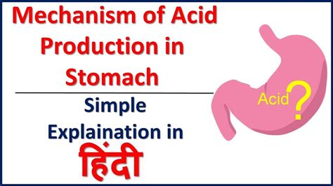Mechanism Of Hydrochloric Acid Production In Stomach Parietal Cell In