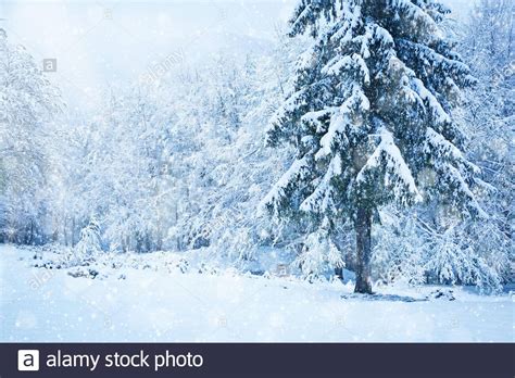 Beautiful Snowy Forest Background Winter Concept Stock Photo Alamy