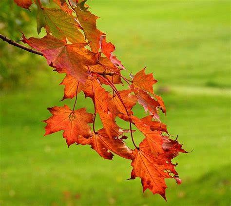 Autumn Colours Cazstar Flickr
