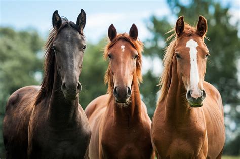 horse animals Wallpapers HD / Desktop and Mobile Backgrounds