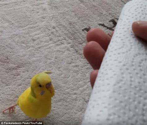 Broken Hearted Budgie Refuses To Leave The Side Of His Dead Friend