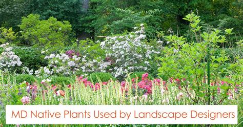 Check spelling or type a new query. maryland native plants used by landscape designer | Native ...
