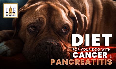 Diet For Your Dog With Cancer And Pancreatitis