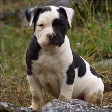 Catahoula Bulldog Breeders Puppies Pictures Facts Lifespan