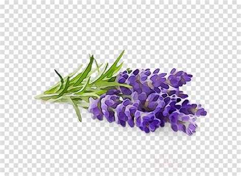 Lavender Background Clipart Lavender Flower Purple