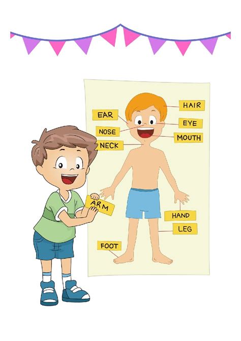 Body Parts Images For Kids