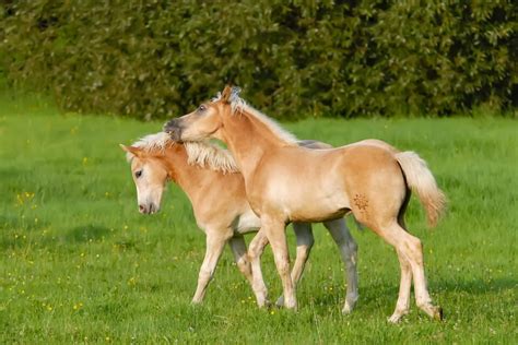 15 Beautiful Italian Horse Breeds With Pictures Helpful Horse Hints