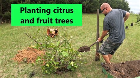 Planting Citrus And Fruit Trees 295 Youtube