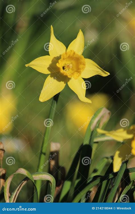 Vertical Shot Of Beautiful Daffodils Growing In A Garden Stock Photo
