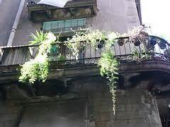 La ceropegia woodii o collar de corazones , por ejemplo, puede pasar perfectamente gran parte de la. Plantas colgantes de balcón :: Plantas colgantes para ...
