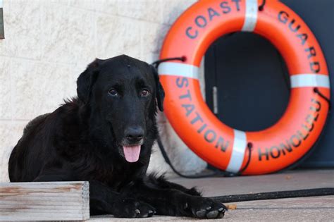 Coast Guard Rescues Dog The Coast Guard Rescued A Dog Who Flickr